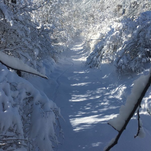 Winter im Alpengarten