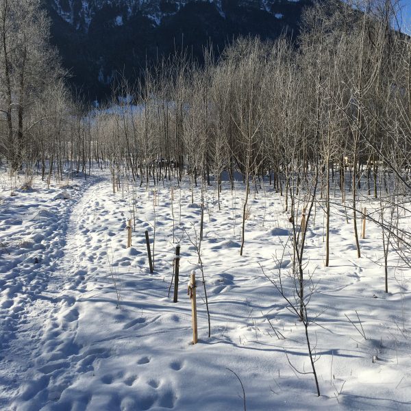 Natur in Kältestarre
