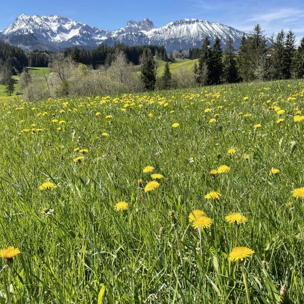 farbenprächtiger Frühling